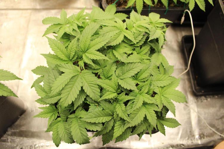 GORILLA ZKITTLEZ - Barney's Farm. Week 4
