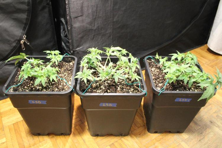 LSD - Barney's Farm. Week 4