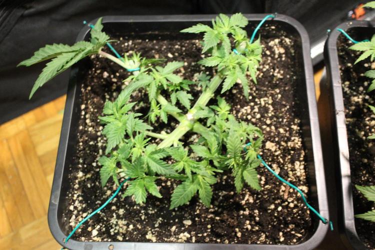 LSD - Barney's Farm. Week 4