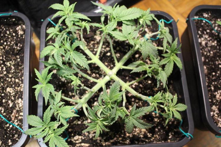 LSD - Barney's Farm. Week 4