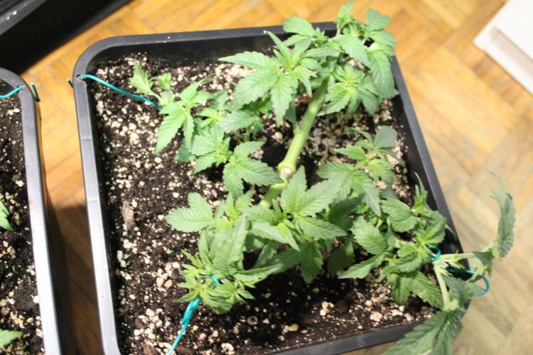 LSD - Barney's Farm. Week 4