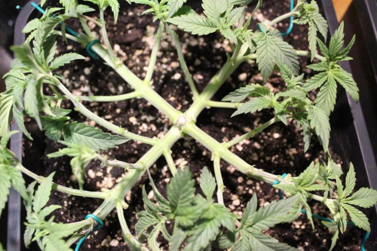 LSD - Barney's Farm. Week 4