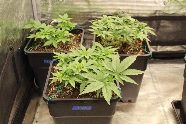 LSD - Barney's Farm. Week 4