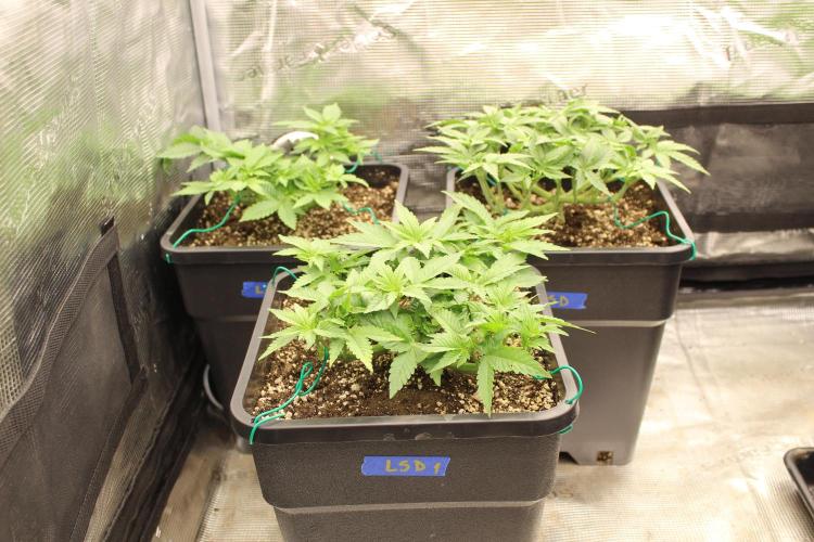 LSD - Barney's Farm. Week 4