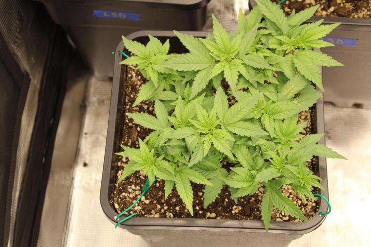 LSD - Barney's Farm. Week 4