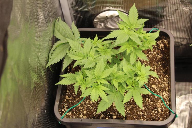 LSD - Barney's Farm. Week 4