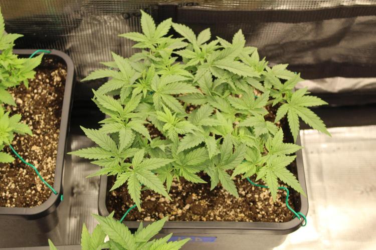LSD - Barney's Farm. Week 4