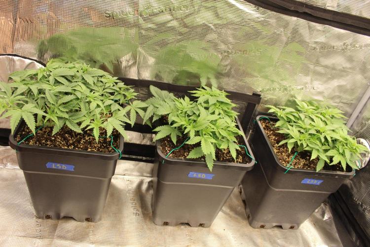 LSD - Barney's Farm. Week 4