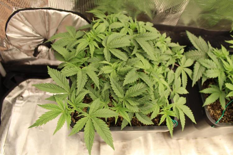 LSD - Barney's Farm. Week 4