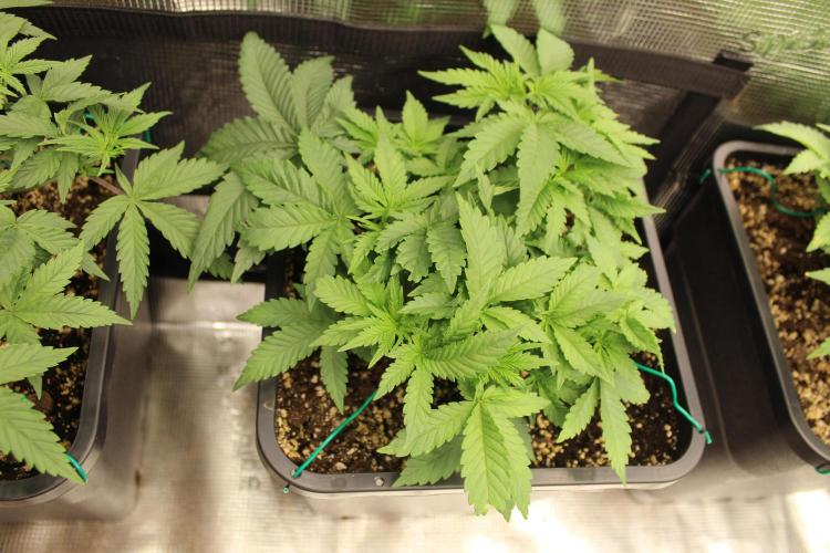 LSD - Barney's Farm. Week 4