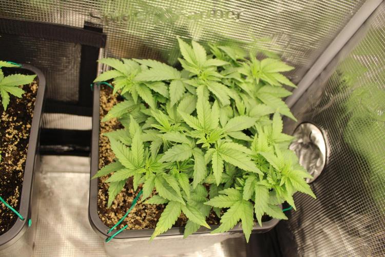 LSD - Barney's Farm. Week 4