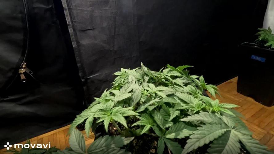 LSD - Barney's Farm