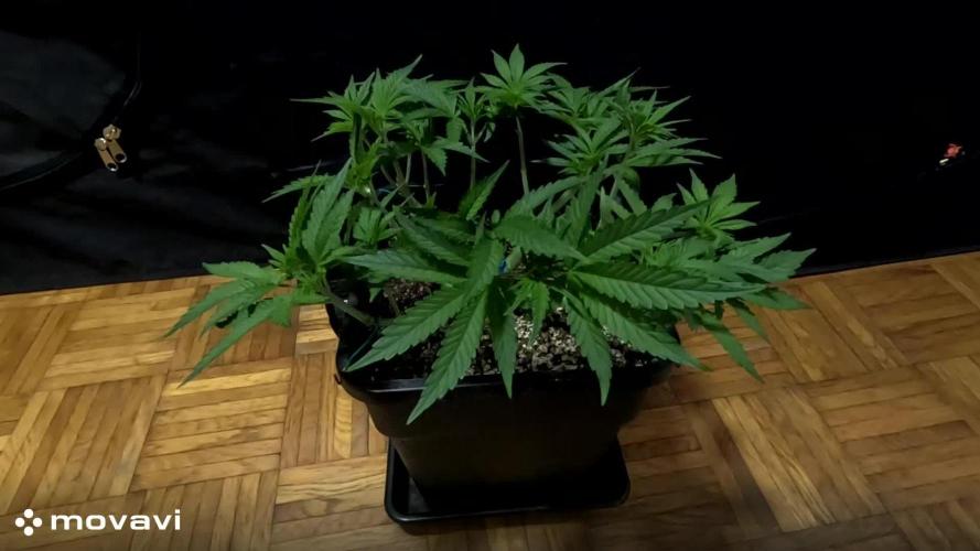 BUBBA KUSH - Barney's Farm
