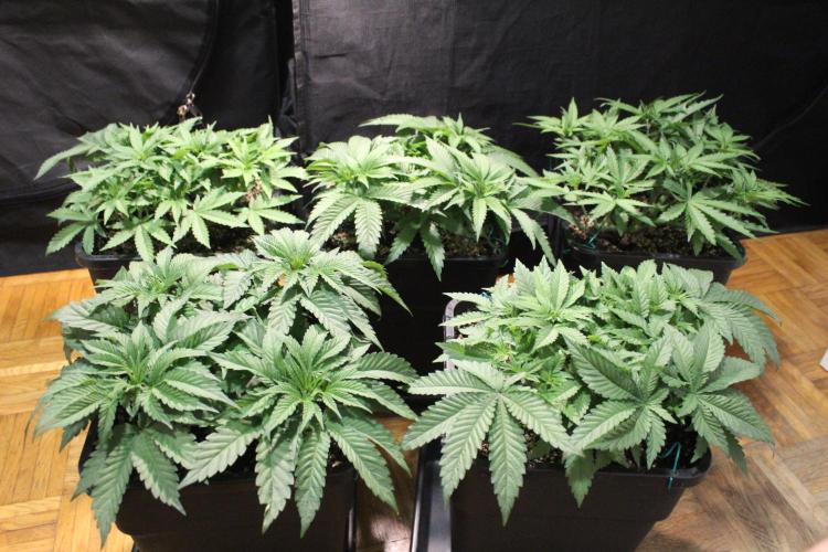 BUBBA KUSH - Barney's Farm. Week 4