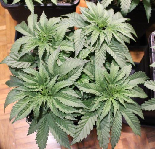 BUBBA KUSH - Barney's Farm. Week 4