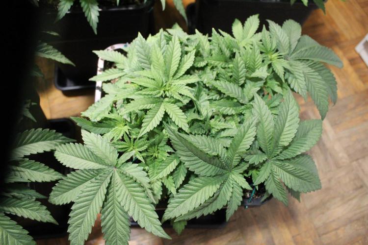 BUBBA KUSH - Barney's Farm. Week 4
