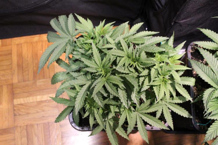 BUBBA KUSH - Barney's Farm. Week 4