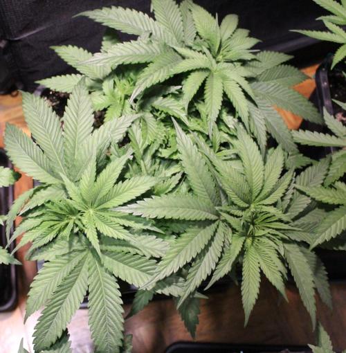 BUBBA KUSH - Barney's Farm. Week 4