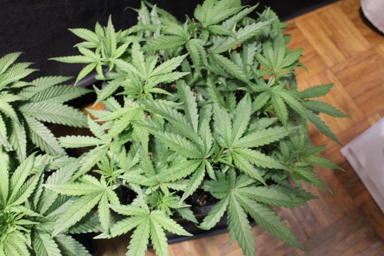 BUBBA KUSH - Barney's Farm. Week 4