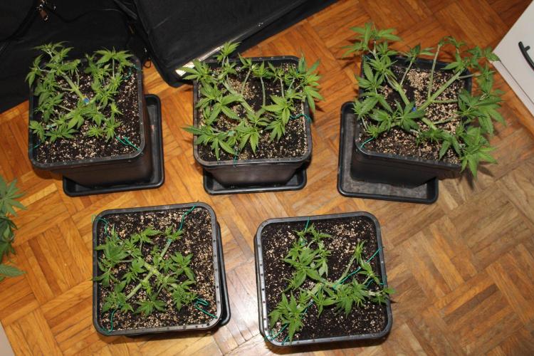 BUBBA KUSH - Barney's Farm. Week 4