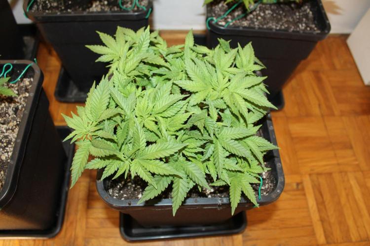 BUBBA KUSH - Barney's Farm. Week 4