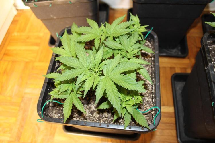 BUBBA KUSH - Barney's Farm. Week 4