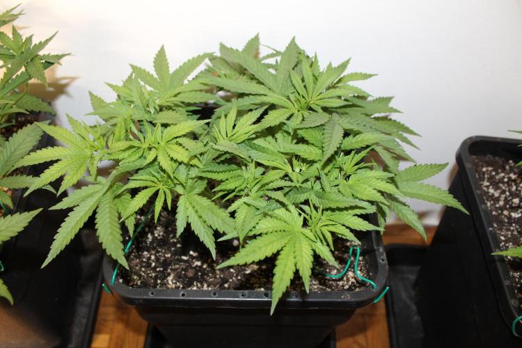 BUBBA KUSH - Barney's Farm. Week 4