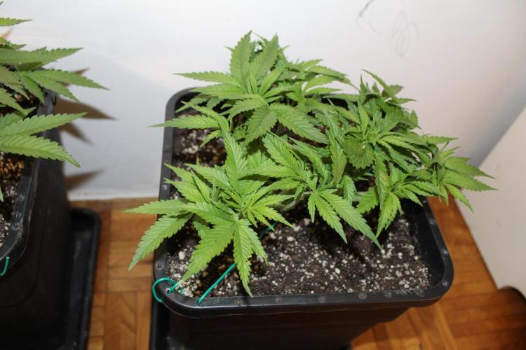 BUBBA KUSH - Barney's Farm. Week 4
