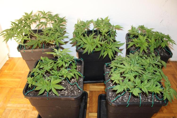 BUBBA KUSH - Barney's Farm. Week 4