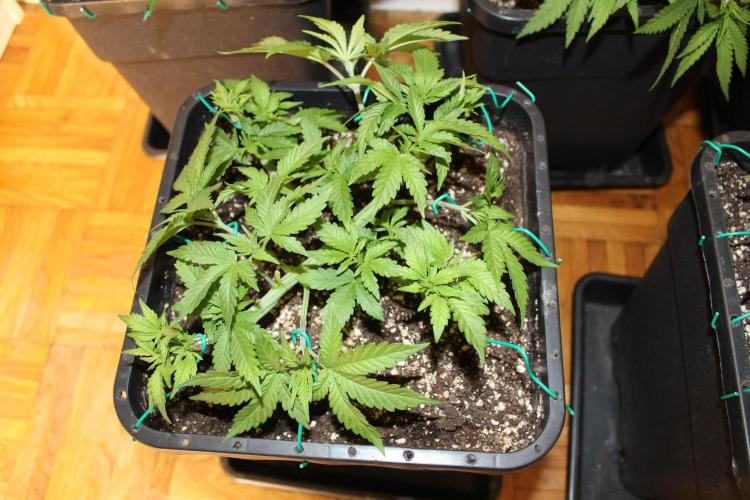 BUBBA KUSH - Barney's Farm. Week 4