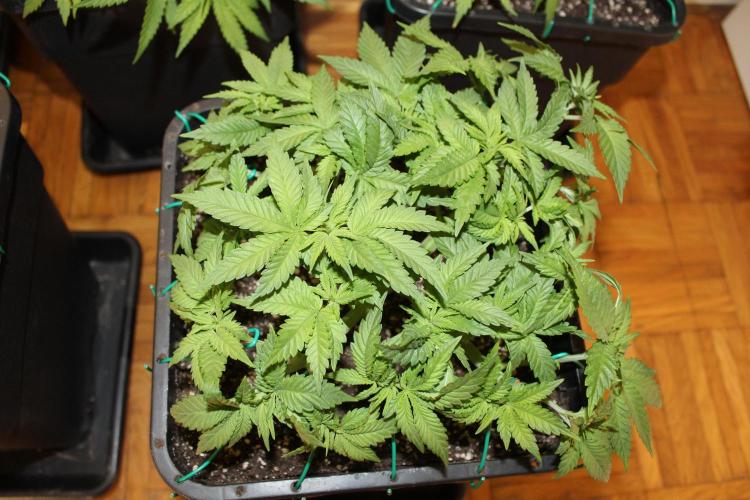 BUBBA KUSH - Barney's Farm. Week 4