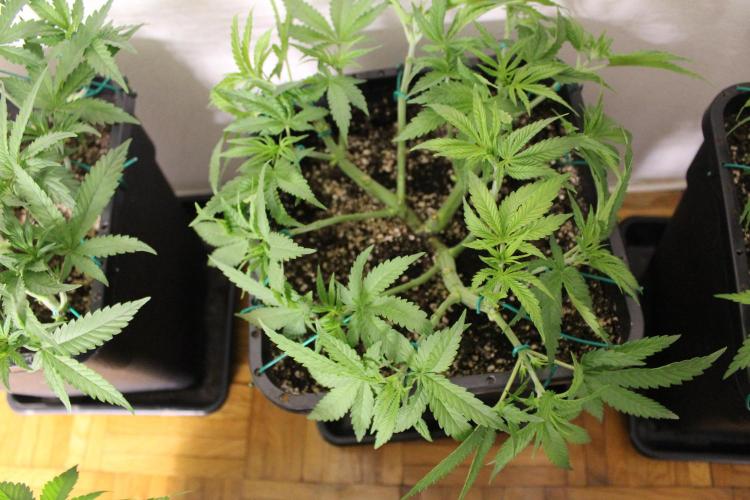 BUBBA KUSH - Barney's Farm. Week 4