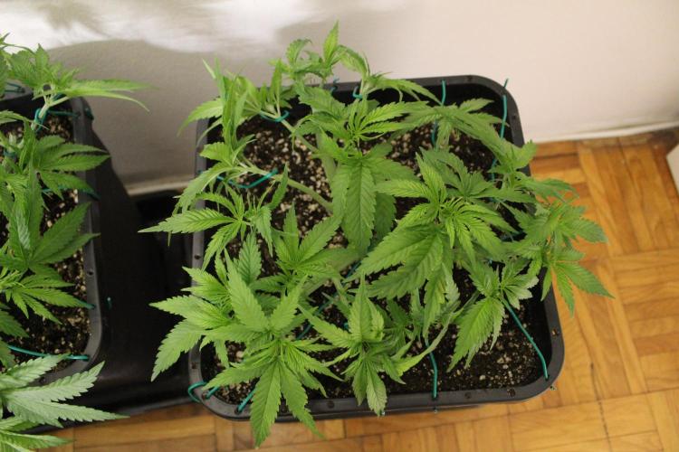 BUBBA KUSH - Barney's Farm. Week 4
