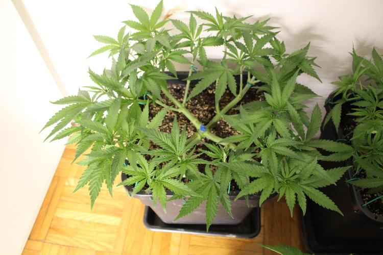 BUBBA KUSH - Barney's Farm. Week 4