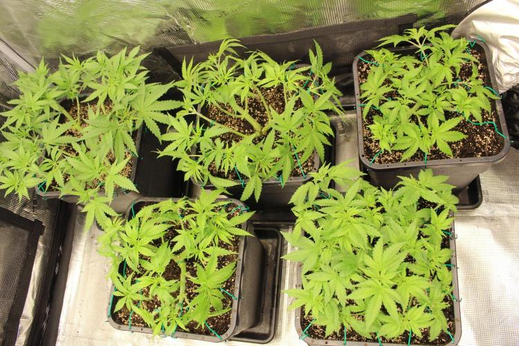 BUBBA KUSH - Barney's Farm. Week 4