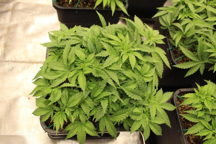 BUBBA KUSH - Barney's Farm. Week 4