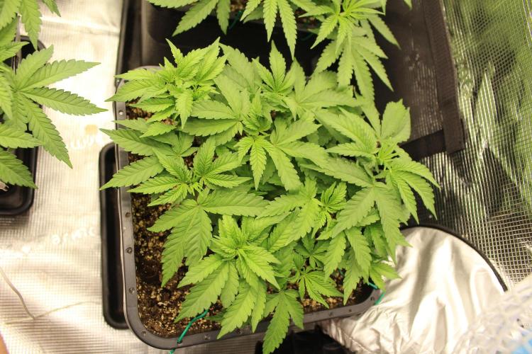 BUBBA KUSH - Barney's Farm. Week 4