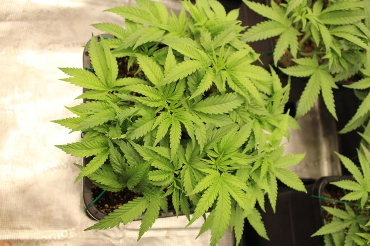 BUBBA KUSH - Barney's Farm. Week 4