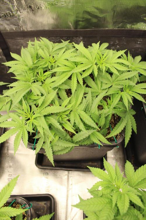 BUBBA KUSH - Barney's Farm. Week 4