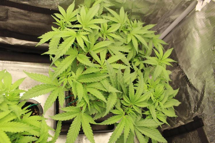 BUBBA KUSH - Barney's Farm. Week 4
