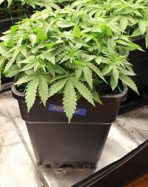 WEMBLEY X MENDOCINO Pyramid Seeds. Week 5