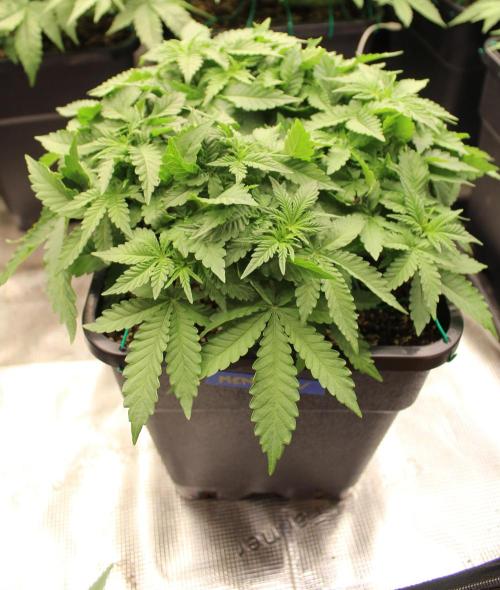 WEMBLEY X MENDOCINO Pyramid Seeds. Week 5