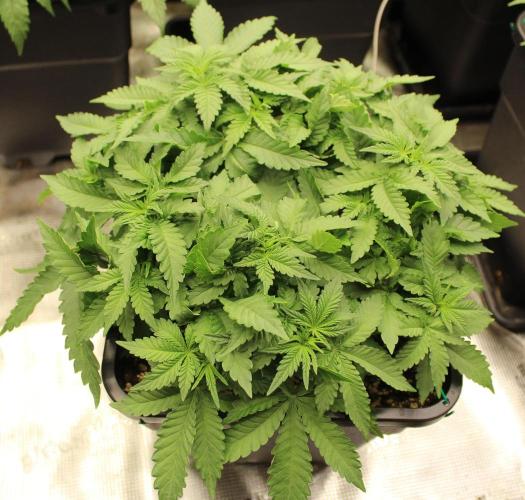 WEMBLEY X MENDOCINO Pyramid Seeds. Week 5