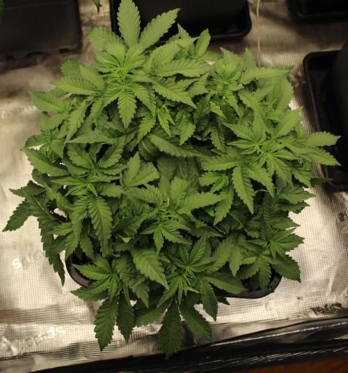 WEMBLEY X MENDOCINO Pyramid Seeds. Week 5