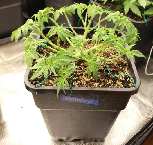 WEMBLEY X MENDOCINO Pyramid Seeds. Week 5