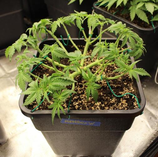 WEMBLEY X MENDOCINO Pyramid Seeds. Week 5