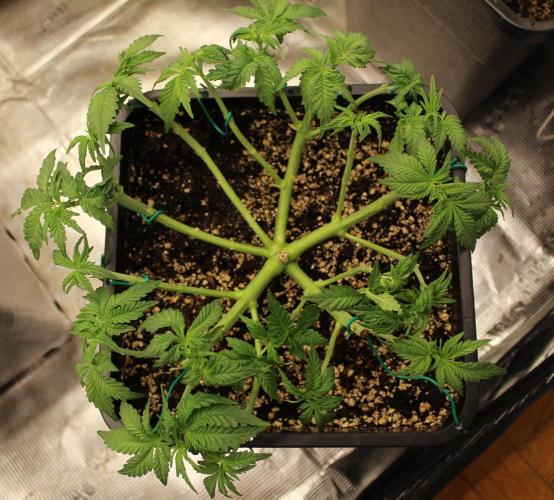 WEMBLEY X MENDOCINO Pyramid Seeds. Week 5