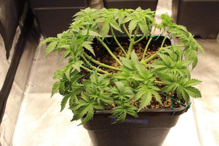 WEMBLEY X MENDOCINO Pyramid Seeds. Week 5