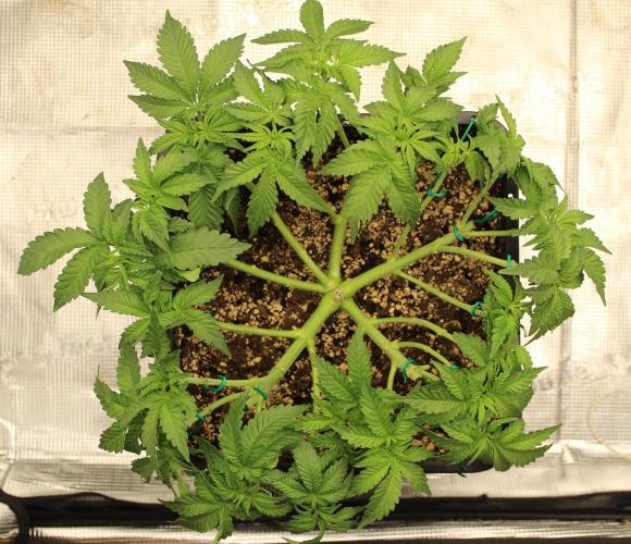 WEMBLEY X MENDOCINO Pyramid Seeds. Week 5