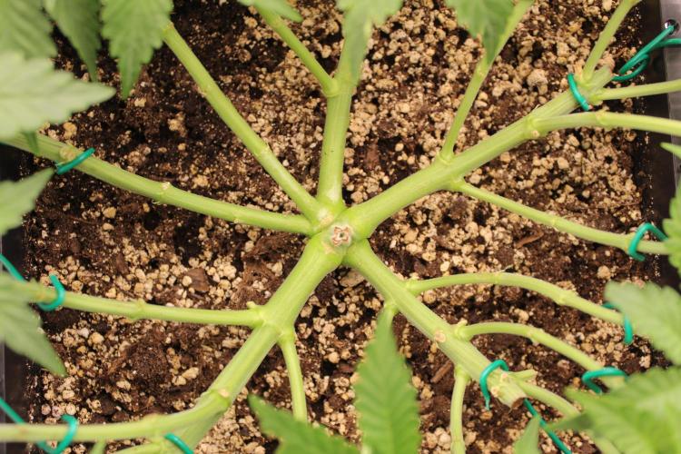 WEMBLEY X MENDOCINO Pyramid Seeds. Week 5